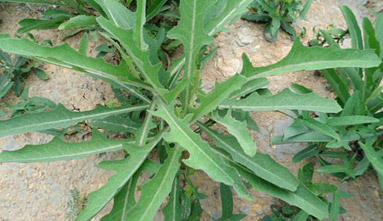 舌尖上的中藥野生“苦菜”的功效與作用大揭秘！